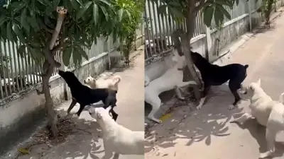 Viral Video : किंग कोब्रा दिसताच कुत्रे तुटून पडले, एका क्षणात...व्हिडीओ पाहून सगळेच थक्का!