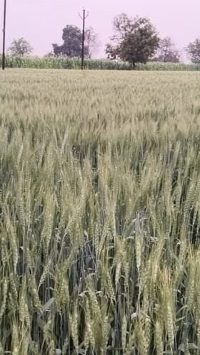 जळगाव जिल्ह्यात थंडीचा कडाका; रब्बी पिकांना पोषक वातावरण.