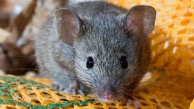 एक उंदीर ठरवणार थेट मानवजातीचे भविष्य, मादी उंदीर अंतराळात गर्भवती...