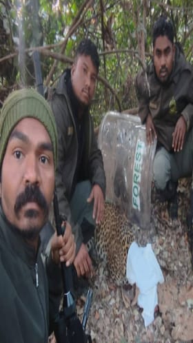 धुमाकूळ घालणारे दोन बिबटे जेरबंद