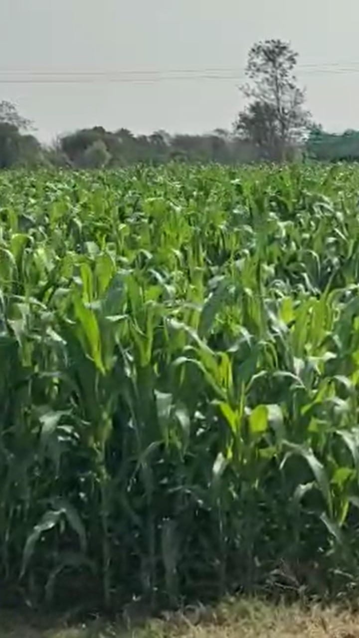 गोंदियात मक्याचा गोडवा; गव्हाला मागे टाकत 7500 हेक्टरवर विक्रमी लागवड