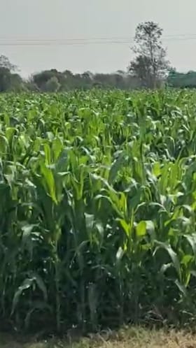 गोंदियात मक्याचा गोडवा; गव्हाला मागे टाकत 7500 हेक्टरवर विक्रमी लागवड.