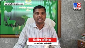 गोंदियात बिबट्याची दहशत की AI मुळे अफवा?.