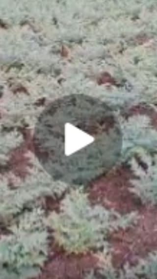 ढगाळ वातावरणामुळे हरभऱ्याच्या पिकावर अळीचा प्रादुर्भव