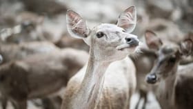 बकरी विकून पाकिस्तान सरकारने कमावले 1.5 कोटी रुपये; हे कसं झालं शक्य?.