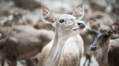 बकरी विकून पाकिस्तान सरकारने कमावले 1.5 कोटी रुपये; हे कसं झालं शक्य?