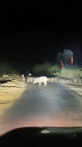 कोल्हापूर जिल्ह्यातील शाहुवाडी येथे धक्कादायक व्हिडीओ व्हायरल.