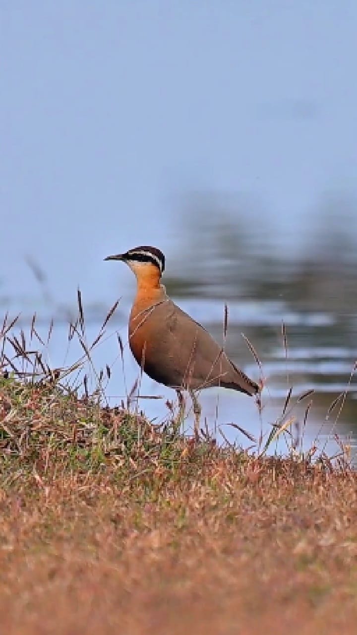 Bhandara : कोरंभी गावालगत दुर्मीळ 'इंडियन कोर्सर'चं दर्शन