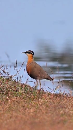 Bhandara : कोरंभी गावालगत दुर्मीळ 'इंडियन कोर्सर'चं दर्शन.