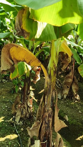 कडाक्याच्या थंडीत केळीच्या पिकाला चरका, करपा रोगाने घेरलं.