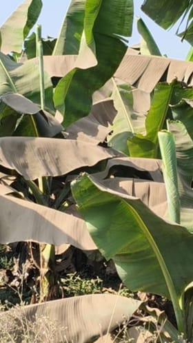 केळी उत्पादक संकटात! महामार्गाच्या धुळीने पिकांचे मोठे नुकसान.