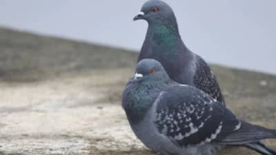 Vastu Shastra : घरात पक्ष्यांनी अंडी देणं शुभ की अशुभ? काय असतात संकेत?