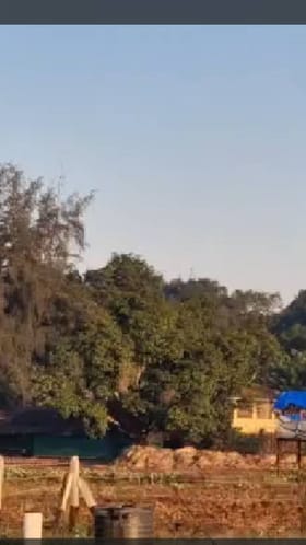 कोकणात थंडीचा जोर वाढला; दापोली गारठली, आंबा बागायतदारांना दिलासा.