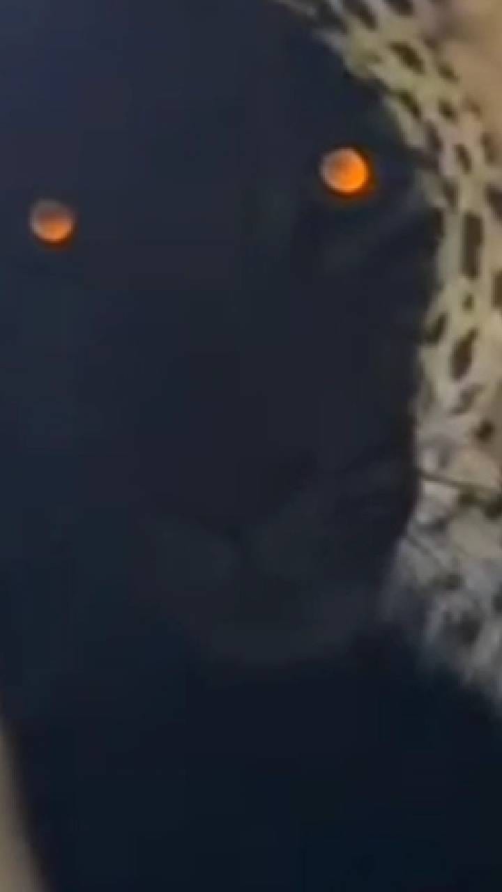 नागरी वस्तीत घुसला बिबट्या