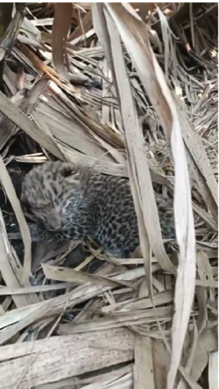 येवला तालुक्यातील उसाच्या शेतात दोन बछड्यांसह मादी बिबट्या जेरबंद