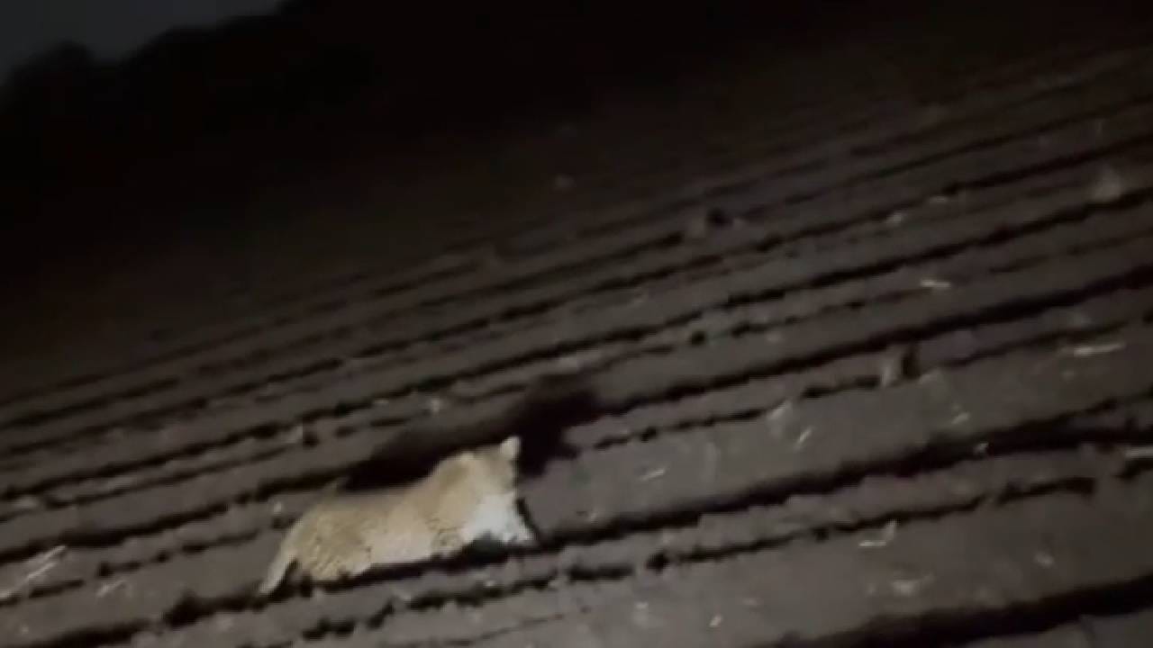 बुरुंजवाडीत रस्त्यालगत शेतात दोन बिबट्यांचा मुक्त संचार