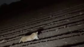 बुरुंजवाडीत रस्त्यालगत शेतात दोन बिबट्यांचा मुक्त संचार.