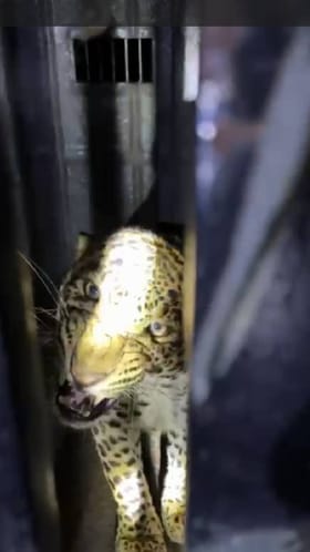 निफाड - महिन्याभरात 5वा बिबट्या पिंजऱ्यात जेरबंद.