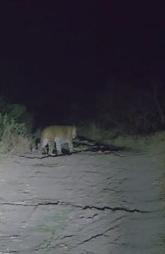 pune : नारायणगावच्या वारूळवाडी कॉलेज रोज परिसरात बिबट्याचा मुक्त संचार