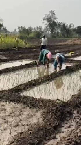 मावळ तालुक्यात रब्बी हंगामातील कांदा लागवडीला वेग.