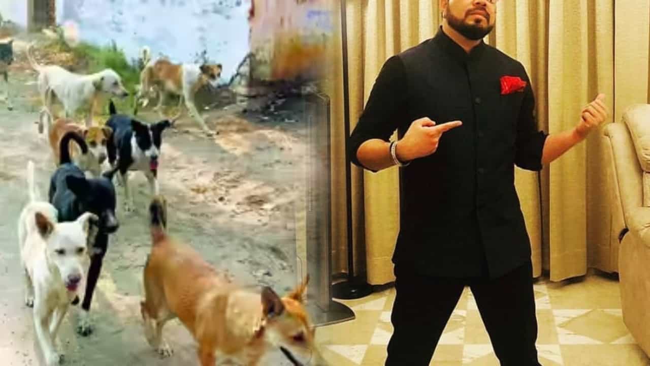 भटक्या कुत्र्यासाठी 10 एकर जमीन द्यायला तयार... सुप्रसिद्ध गायकाची दर्यादिली, थेट कोर्टाकडेच मागणी; काय आहे भानगड?