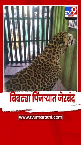 निफाड- आणखी एक बिबट्या पिंजऱ्यात जेरबंद.