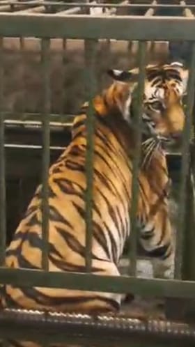 पिपरिया गावावर वाघाचा हल्ला; वनविभागाकडून हल्लेखोर वाघ जेरबंद.