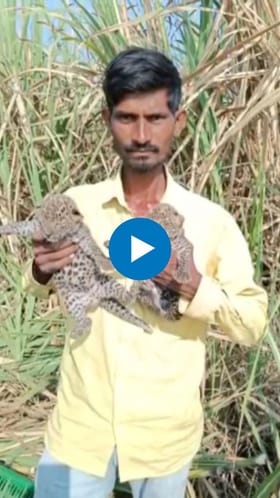 नांदेडमध्ये शेतात आढळली बिबट्याची पिल्लं.