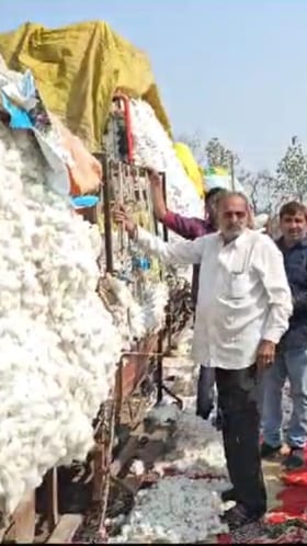 कापसाची आवक निम्म्याने घटली; शेतकऱ्यांना नुकसान.