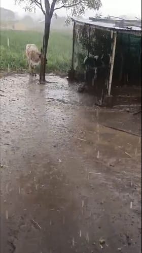 नाशिक बागलाणमध्ये अवकाळी पावसाने पिकांचे नुकसान