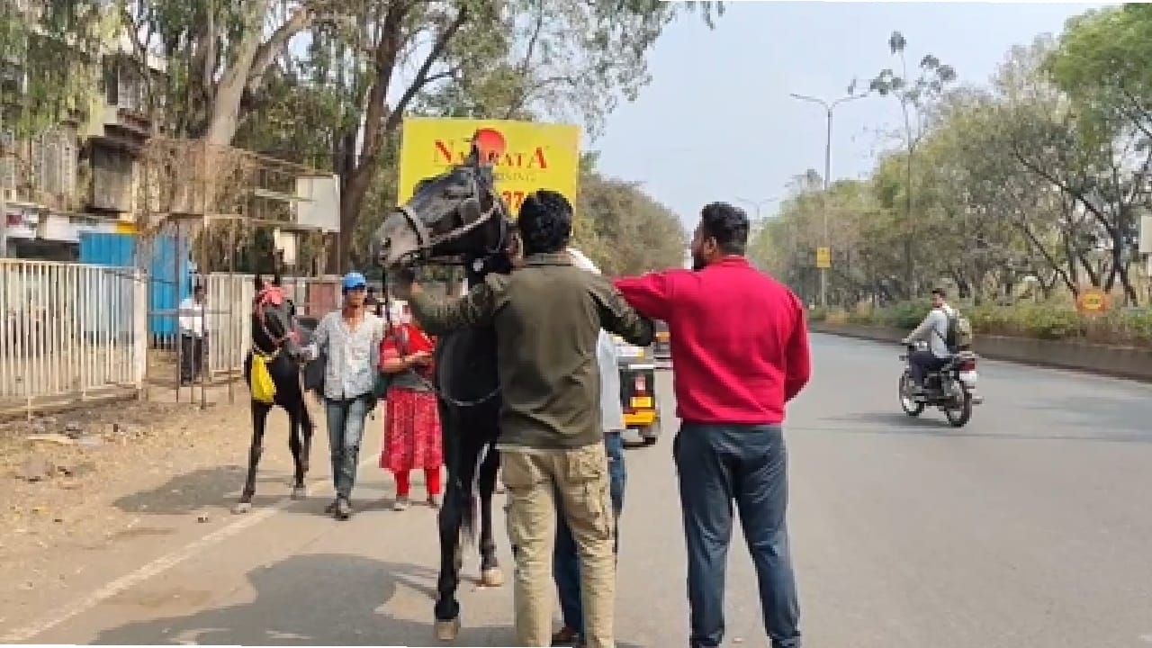 संशयितांकडून जागेवरच नाल तयार करून घोड्यांच्या पायात ठोकले जात असल्याचा धक्कादायक प्रकार आढळून आला. अंधश्रद्धेमुळे या नालांना मोठी मागणी असल्याचे समोर आले आहे.