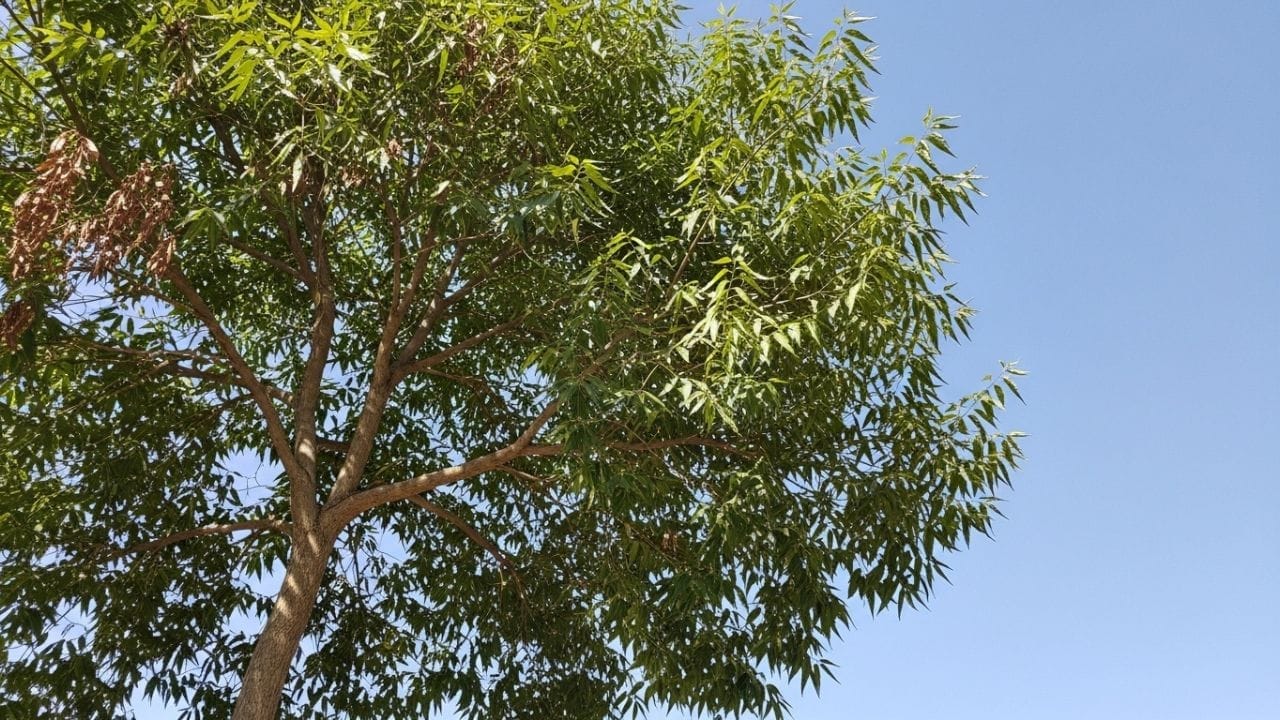 वास्तुशास्त्रानुसार, जसे हिरवेगार झाड समृद्धी आणते, तसेच सुकलेले झाड अशुभ मानले जाते. जर तुमच्या घराबाहेरील कडुलिंबाचे झाड वाळले असेल, तर ते कुटुंबात मानसिक तणाव आणि आर्थिक चणचण निर्माण करू शकते. अशा वेळी ते सुकलेले झाड त्वरित काढून त्या जागी नवीन रोप लावणे अत्यंत आवश्यक आहे.