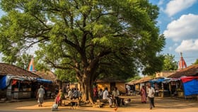 मंगळदोषाने विवाह कार्यात अडथळा येतो? फक्त हे एक झाडं लावा, आपोआप नशीब.