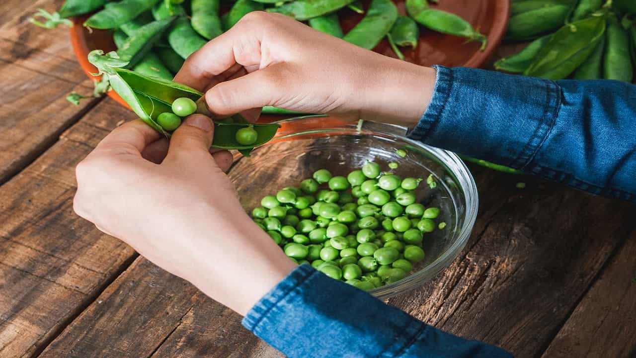 मटार सोलण्यासाठी एक सोपी ट्रीक नक्की ट्राय करु पाहा. एका मोठ्या भांड्यात 1 लिटर पाणी उकळवा. उकळत्या पाण्यात मटार घाला, भांडे झाकून ठेवा आणि 2 मिनिटांनी गॅस बंद करा. नंतर, वाटाणे पाण्यातून काढून टाका.