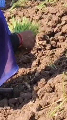 ग्रामीण भागात मोठया प्रमाणात कांद्याची लागवड.