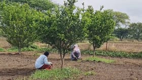 फळबाग उत्पादकांना मदत नाहीच, शेतकर्‍यांमध्ये मोठी नाराजी