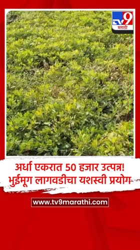 अर्धा एकरात ५० हजार उत्पन्न! भुईमूग लागवडीचा यशस्वी प्रयोग.
