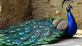 लांडोरच्या आयुष्यातील सर्वात मोठं दुःख कोणतं? डोळ्यात येईल पाणी