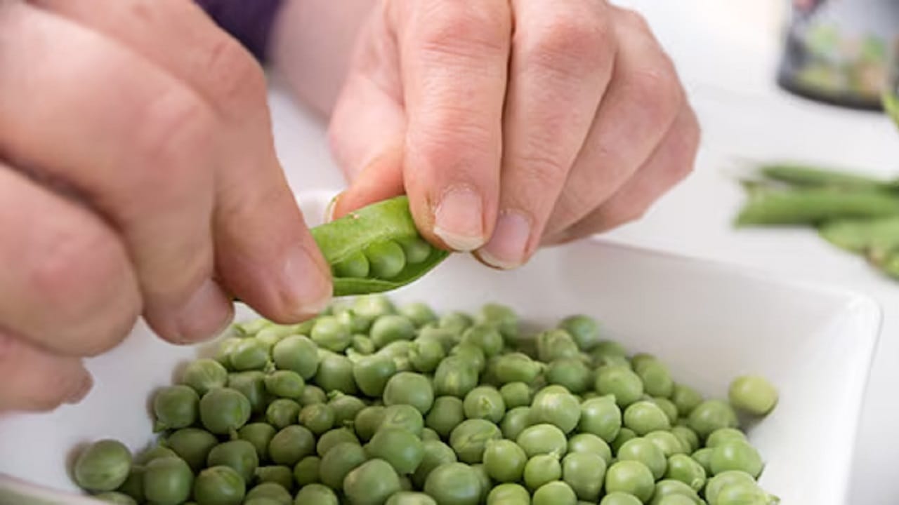 सांगायचं झालं तर, मटार फक्त खाण्यास चविष्टच नासतात तर आरोग्यासाठी देखील अत्यंत फायदेशीर आहेत. त्यात जीवनसत्त्वे अ, क, ब, लोह, जस्त, मॅग्नेशियम, पोटॅशियम, फॉस्फरस, प्रथिने, फायबर आणि अँटीऑक्सिडंट्स भरपूर असतात, जे अनेक आजार बरे करण्यास मदत करतात. 