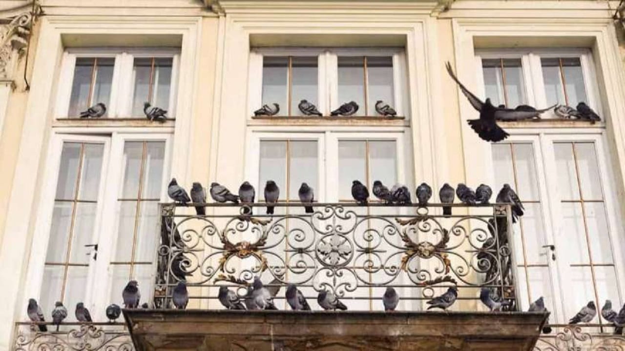 सांगायचं झालं तर, कबुतरांच्या विष्ठेतील धूळ श्वासावाटे फुफ्फुसात गेल्यास फुफ्फुसाचे आजार, न्यूमोनिया आणि इतर श्वसनविकार होऊ शकतात. विष्ठेमुळे हवा आणि परिसर प्रदूषित होतो.