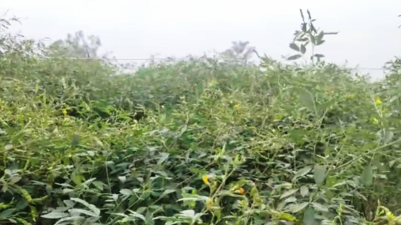 तूर पिकावर प्रामुख्याने हेलीकोवर्पा, पिसारी पतंग आणि शेंग माशी या किडी आढळतात. हेलीकोवर्पा किडीची मादी पतंग तुरीच्या कळ्या, फुले व शेंगांवर अंडी घालते. अळ्या कळ्या व फुले खाऊन नुकसान करतात, तर मोठ्या अळ्या शेंगांना छिद्र पाडून आतील दाणे पोखरतात. पिसारी पतंगाची अळी शेंगावरील साल खरडून बाहेरूनच दाणे पोखरते. 