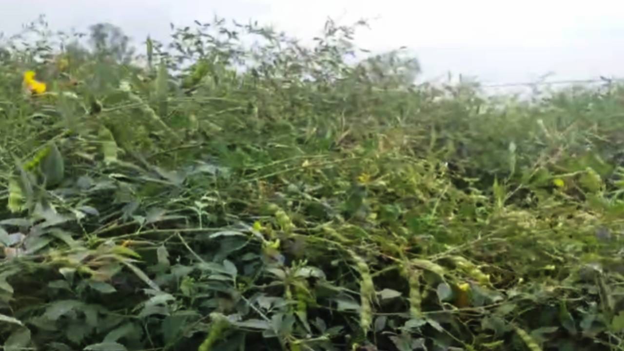 शेंग माशीची अळी शेंगाच्या आत राहून दाणे अर्धवट कुरतडते, त्यामुळे दाण्याची मुकणी होते. या तिन्ही किडींसाठी जवळपास सारखेच उपाय प्रभावी ठरतात. प्रति हेक्टर 20 पक्षीथांबे उभारावेत तसेच घाटे अळीच्या व्यवस्थापनासाठी हेक्टरी 20 कामगंध सापळे लावावेत. 