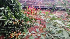 तूर पिकावर शेंगा पोखरणाऱ्या अळ्यांचा धोका, शेतकरी त्रस्त.