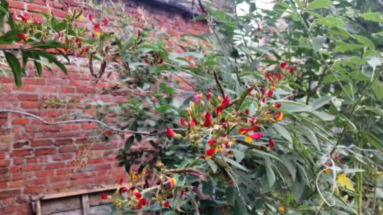 पीक 50 टक्के फुलोऱ्यावर असताना निंबोली अर्क, अझाडिरेक्टीन, एचएनपीव्ही, बॉसिलस थुरिनजिएसिस किंवा क्विनॉलफॉस यापैकी कोणत्याही एका कीटकनाशकाची पहिली फवारणी करावी. त्यामुळे अळींची झापाट्याने वाढ होणार नाही आणि त्यांची संख्या वाढणार नाही. त्यामुळे पीकाचे नुकसान होणार नाही. 