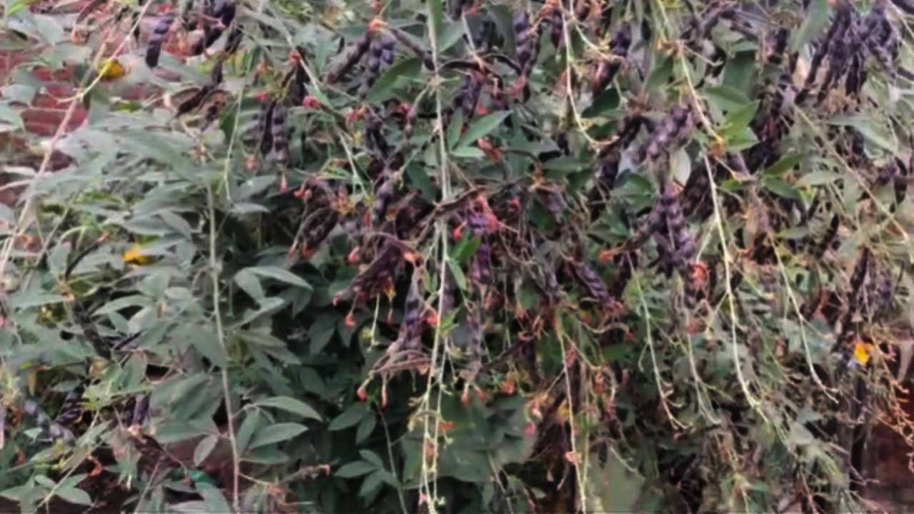 पहिल्या फवारणीनंतर 15 दिवसांनी इमामेक्टीन बेन्झोएट, लॅम्ब्डा सायहॅलोथ्रिन, ईथिऑन किंवा क्लोरॅन्ट्रानिलिप्रोल यापैकी कोणत्याही एका कीटकनाशकाची दुसरी फवारणी करावी. वेळीच योग्य उपाययोजना केल्यास तूर पिकाचे संभाव्य नुकसान टाळता येणार आहे.