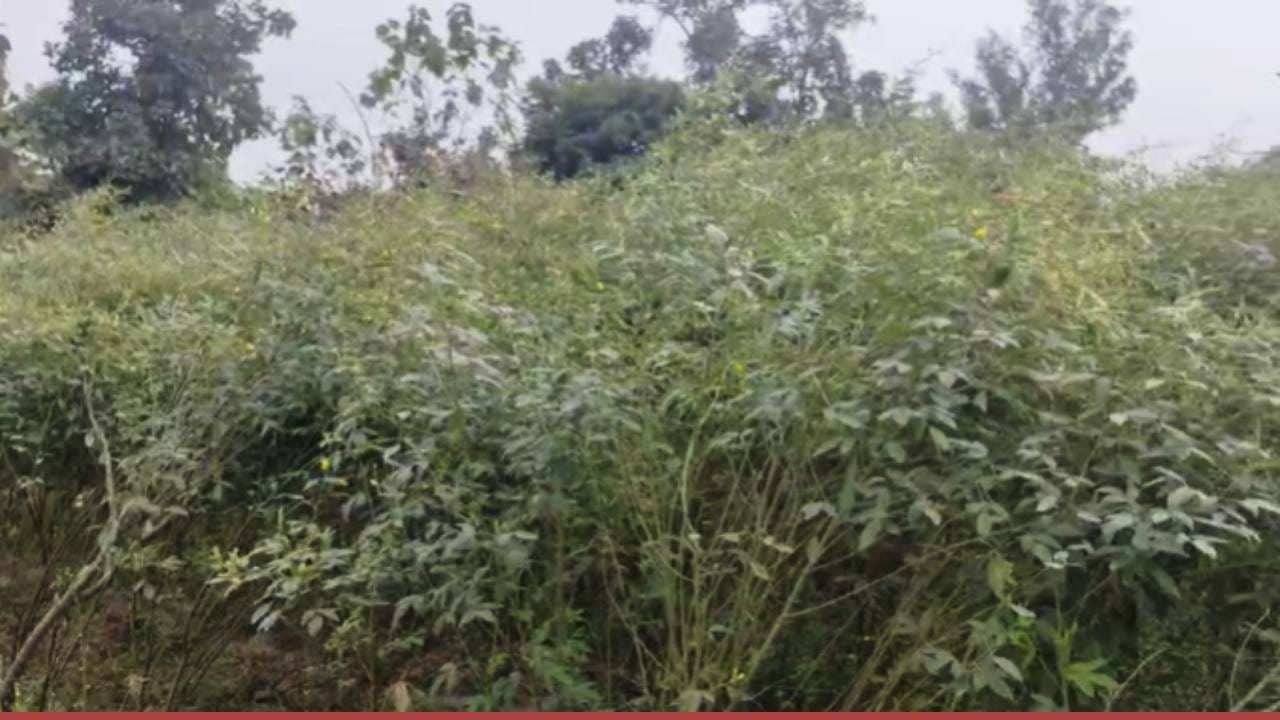 गेल्या काही दिवसांपासून राज्यातील अनेक भागात ढगाळ वातावरण असल्याने या आळीचा जोर वाढला आहे. तूर पिकावर ही अळी झपाट्याने वाढत आहे. शेंग माशीची अळी शेंगाच्या आत राहून दाणे अर्धवट कुरतडते. त्यामुळे पीकाचे मोठे नुकसान होते. अशावेळी शेतकऱ्यांनी वेळीच उपाय योजना करण्याचे आवाहन कृषी विभागाने केले आहे. 