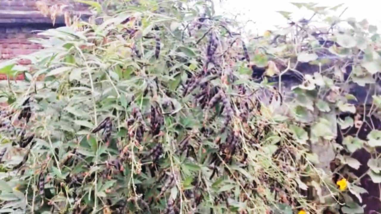 सध्या तूर पीक फुलोऱ्यावर असून, मागील काही आठवड्यांपासून असलेल्या ढगाळ वातावरणासह रात्रीच्या थंड हवामानामुळे तूर पिकावर शेंगा पोखरणाऱ्या अळ्यांचा प्रादुर्भाव होण्याची शक्यता आहे. त्यामुळे शेतकरी बांधवांनी आपल्या पिकाची नियमित पाहणी करून वेळीच उपाययोजना कराव्यात, असे आवाहन जिल्हा अधीक्षक कृषी अधिकारी नीलेश कानवडे यांनी केले आहे.