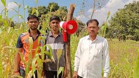 अपरात्री शेतातून येतो कुत्र्यांचा, माणसाचा आवाज... शेतकऱ्यांची शक्कल.