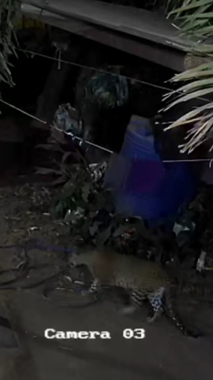 पुण्यात बिबट्याचा मुक्तसंचार, वनविभागाच्या दुर्लक्षामुळे नागरिकांमध्ये संताप