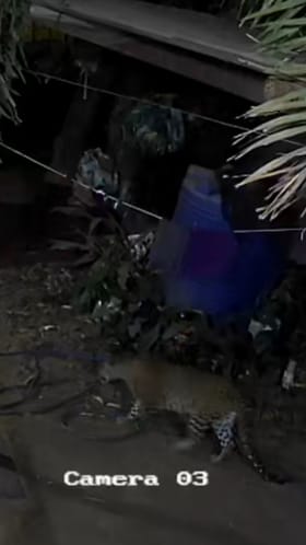 पुण्यात बिबट्याचा मुक्तसंचार, वनविभागाच्या दुर्लक्षामुळे नागरिकांमध्ये संताप.